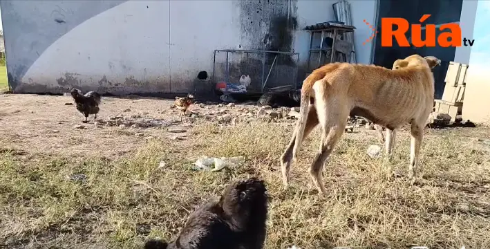 Denuncian crianza de animales y abandono en el Complejo de Raquet de Villa Virginia